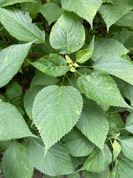 Image result for Laportea alatipes