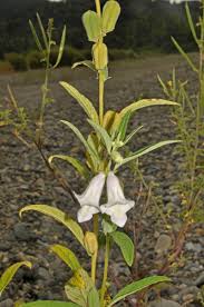 Image result for Pedaliaceae