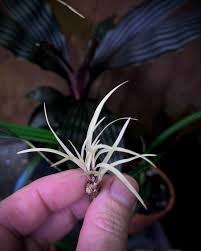 Image result for Eriocaulon inyangense