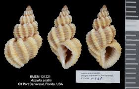 Image result for Ateleia herbert-smithii