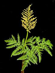 Image result for Ophioglossaceae