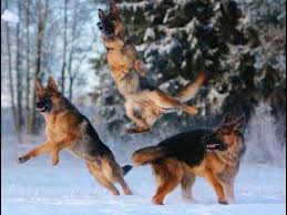 Funniest And Cutest German Shepherd Dogs Playing In Snow Funny Gsd Do German Shepherd Dogs Dogs German Shepherd Puppies