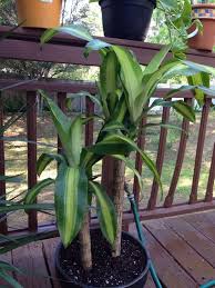 That's not something you really want to see when you're anticipating roasting or boiling some juicy ears of sweet corn. Corn Stalk Dracaena Dracaena Fragrans Your Plants Appears To Be A Popular Houseplant Tropical Plant That Thrives Garden Answers Dracaena Corn Stalk Dracaena
