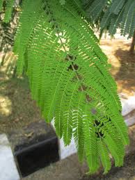 Micrantha seedlings within 3 weeks. File Flamboyant Delonix Regia Leaves 1 Jpg Wikimedia Commons