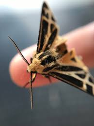 Flowers that release their scent in the evening are a big draw for moths so planting them is a great way of attracting moths into your garden. White Flowers Dark Garden Habitat For Moths Dyck Arboretum