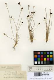 Image result for Bulbostylis filamentosa