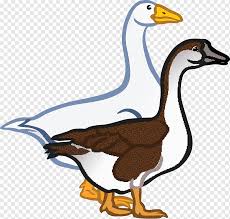 Teknik download gambar gambar itik. Bebek Angsa Angsa Hewan Fotografi Warna Png Pngwing