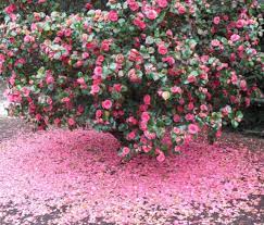 Camellia Bush Google Search Camellia Flower Flower Garden Beautiful Flowers