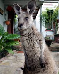 25 Animals Who Are Genuinely Interested In What You Have To Say Animals Funny Koala Australian Animals