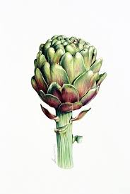 Botanical Art By Heidi Willis Botanical Watercolor Botanical Art Vegetable Illustration