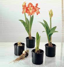 Amaryllis Zum Bluhen Bringen Pflege Garden Flowers Pflanzen Amaryllis Zwiebel Einpflanzen