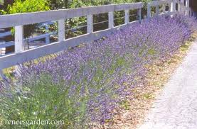 Be sure to click on our new photos to enlarge the shot. Munstead English Lavender Heirloom Herbs Renee S Garden Seeds