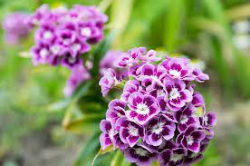Dianthus Barbatus Auricula Eyed Mixed Sweet William