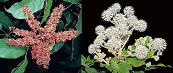 Image result for Araliaceae