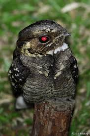 Creepy Bird With Big Eyes Large Tailed Nightjar Birdphotos Com Funny Birds Potoo Bird Wild Birds