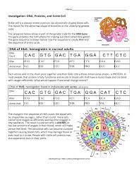 Could two humans have some differences in their dna sequences for insulin, yet still make the exact same insulin. Investigation Dna To Proteins Studocu