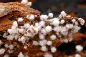 Image result for Melanospermum