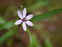Image result for Iphigenia pauciflora