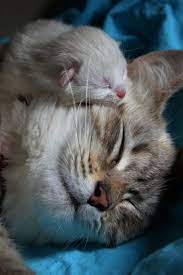 Pin On Cats And Dogs