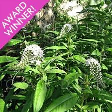 Главная лето вербейник клетровидный или ландышевый (lysimachia clethroides). Lysimachia Clethroides Agm Gooseneck Loosestrife Norfolk Cottage Garden