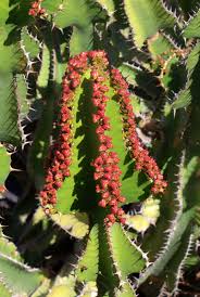 Image result for Euphorbia cooperi