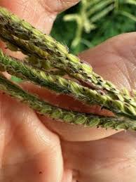 Image result for Paspalum urvillei