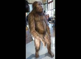 Australopithecus afarensis, for example, lived roughly between 3.8 and 3.0 mya, and based in part on a appearing about 3.9 mya, australopithecus afarensis shares many anatomical features with. Australopithecus Afarensis Lucy S Species Natural History Museum