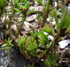 Image result for Portulaca collina