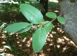 Image result for Berchemia