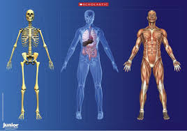 human anatomy posters human anatomy posters free anatomy