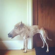 This Is My Dog In A Horse Mask Lustige Tiere Pferd Maske Pferdemaske