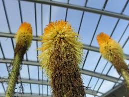 You don't have to wait until spring for pretty flowers. The Great Glasshouse In Winter South Africa National Botanic Garden Of Wales