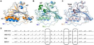 Frontiers | Crystal structures of glycoprotein D of equine  alphaherpesviruses reveal potential binding sites to the entry receptor  MHC-I