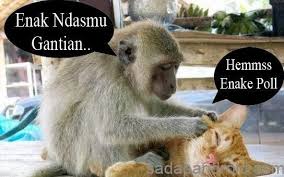 Foto Binatang Lucu Dan Kata Kata Tingkah Laku Hewan Yang Satu Ini Lebih Terlihat Yang Sangat Alami Karena Secara Naluri Kucing A Binatang Lucu Binatang Lucu