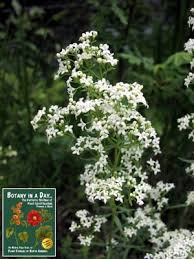 Image result for Rubiaceae