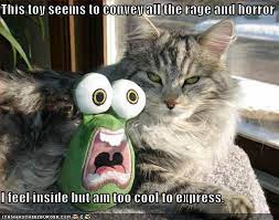 It can be a day where we focus on. Crazy Funny Tuesday Quotes Quotesgram