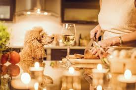 To keep the thanksgiving spirit going, we are inviting these 10 thanksgiving pets to our dining table this year. Safe Thanksgiving Foods To Share With Your Dog Plus Those To Avoid