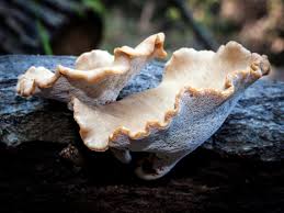 Image result for Polyceratocarpus