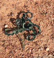 Image result for Dipcadi platyphyllum