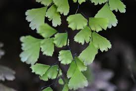 Image result for Adiantum capillus-veneris