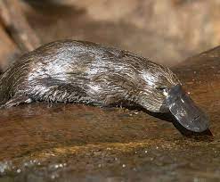 Platypus San Diego Zoo Kids Platypus San Diego Zoo Safari Park San Diego Zoo