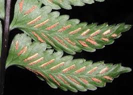 Image result for Asplenium goetzei