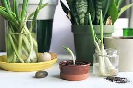 I'm still making tons of mistakes. Apartment Gardening For Beginners