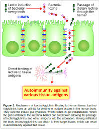 Correlation Of Tissue Antibodies And Food Immune Reactivity