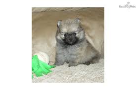 Pomeranian Puppy For Sale Akc Tiny Wolf Sable Possible Hand Delivery Pomeranian Puppy For Sale Pomeranian Puppy Cute Animals