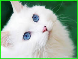 Manusia menjadi kurang sensitif terhadap warna biru di usia tua. 9 Ras Kucing Bermata Biru Yang Cantik Daftarhewan Com