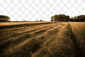Choose from over a million free vectors, clipart graphics, vector art images, design templates, and illustrations created by artists worldwide! Wheat Field Png Images Pngwing