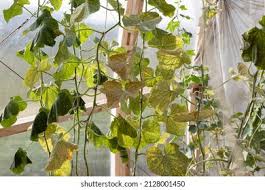 Image result for spider mites cucumber plants