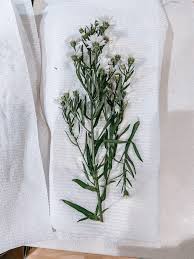 Check spelling or type a new query. Diy Pressed Floral Frame