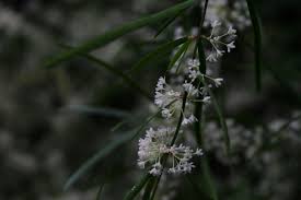 Image result for Asparagus suaveolens